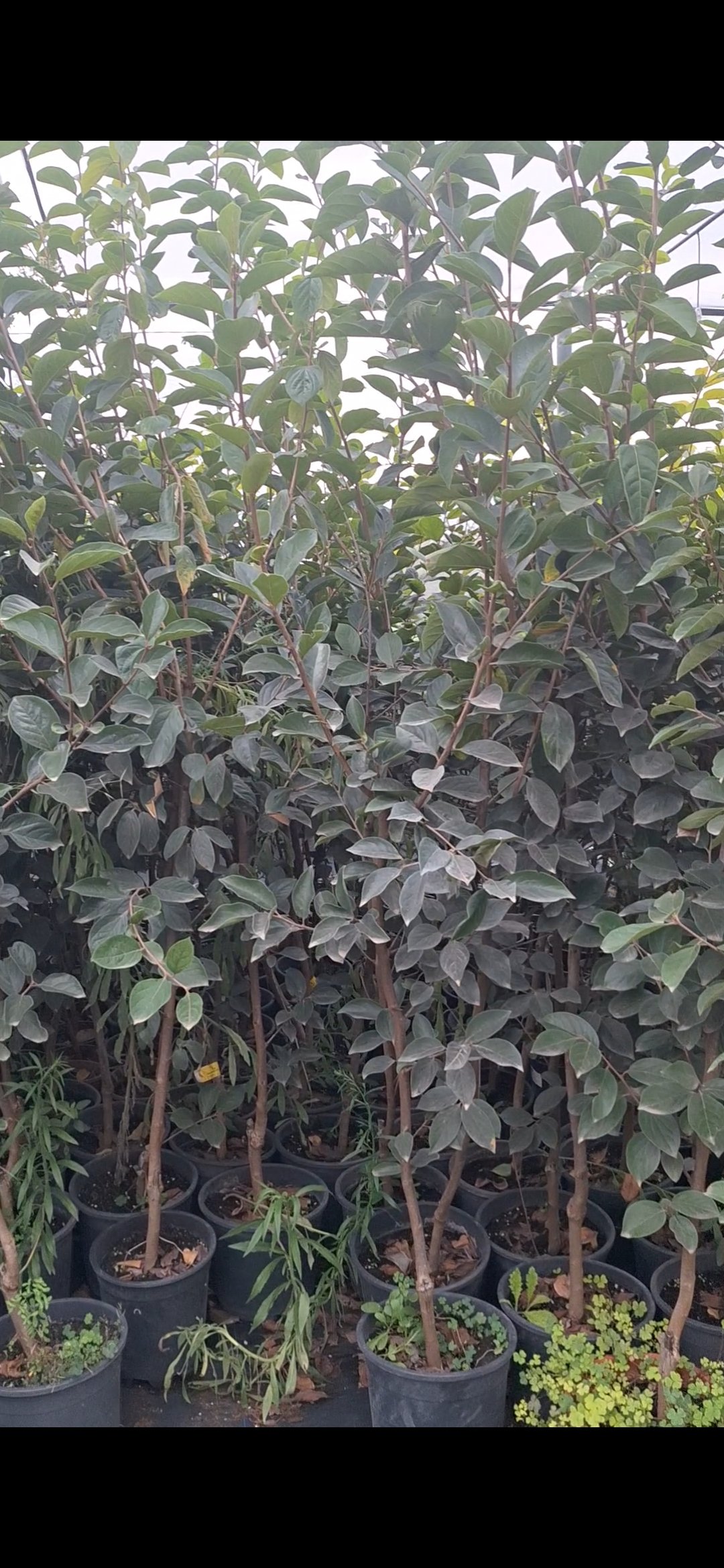 diospyros kaki fuyu haute tige – Image 2