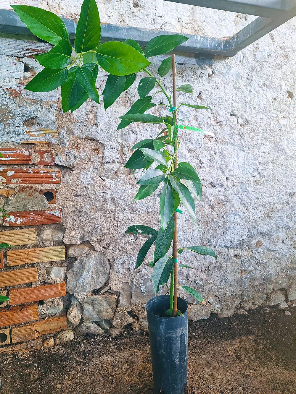 avocatier bacon – Image 2