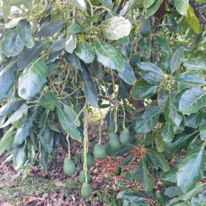 5 X Avocatier haas