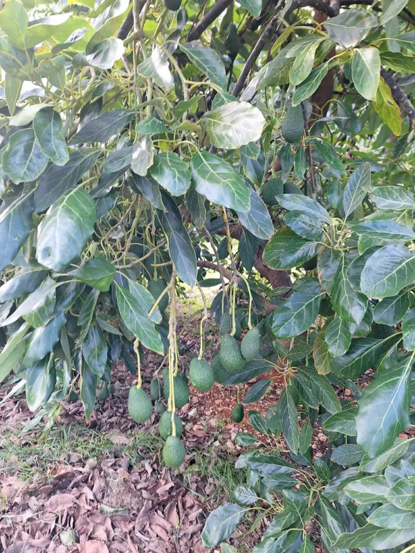 5 X Avocatier haas