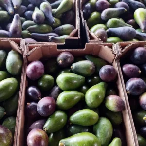 5 X Avocatier mexicola
