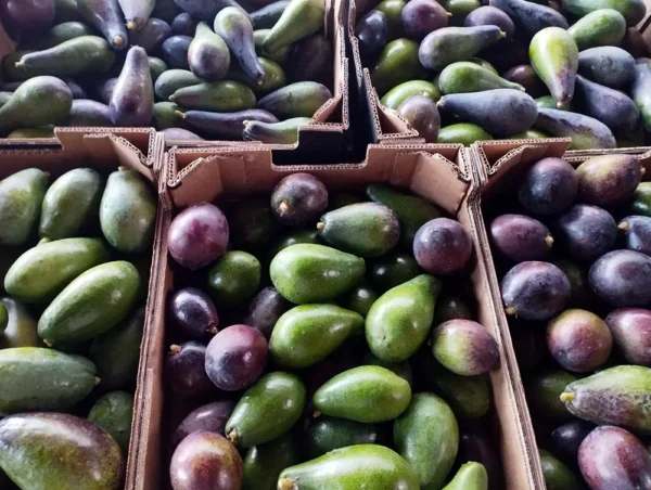 5 X Avocatier mexicola