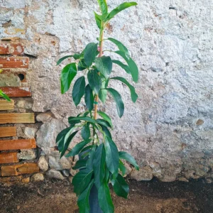 avocatier tacambaro