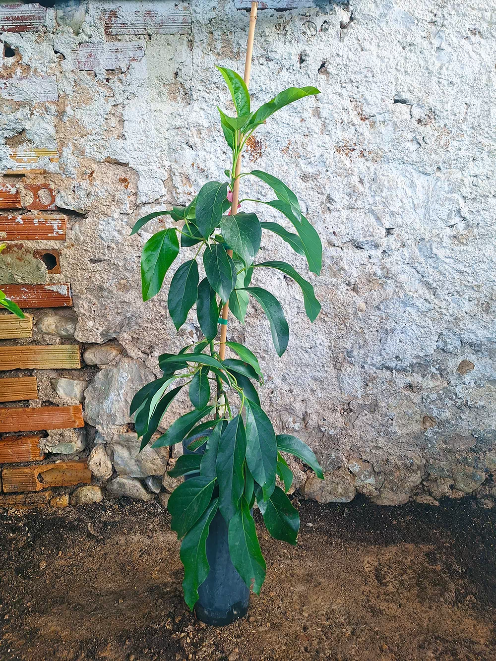 avocatier reed – Image 2