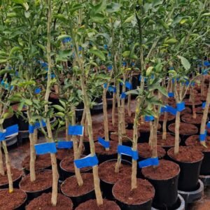 Porte greffe Citrumelo 4475 grosse taille