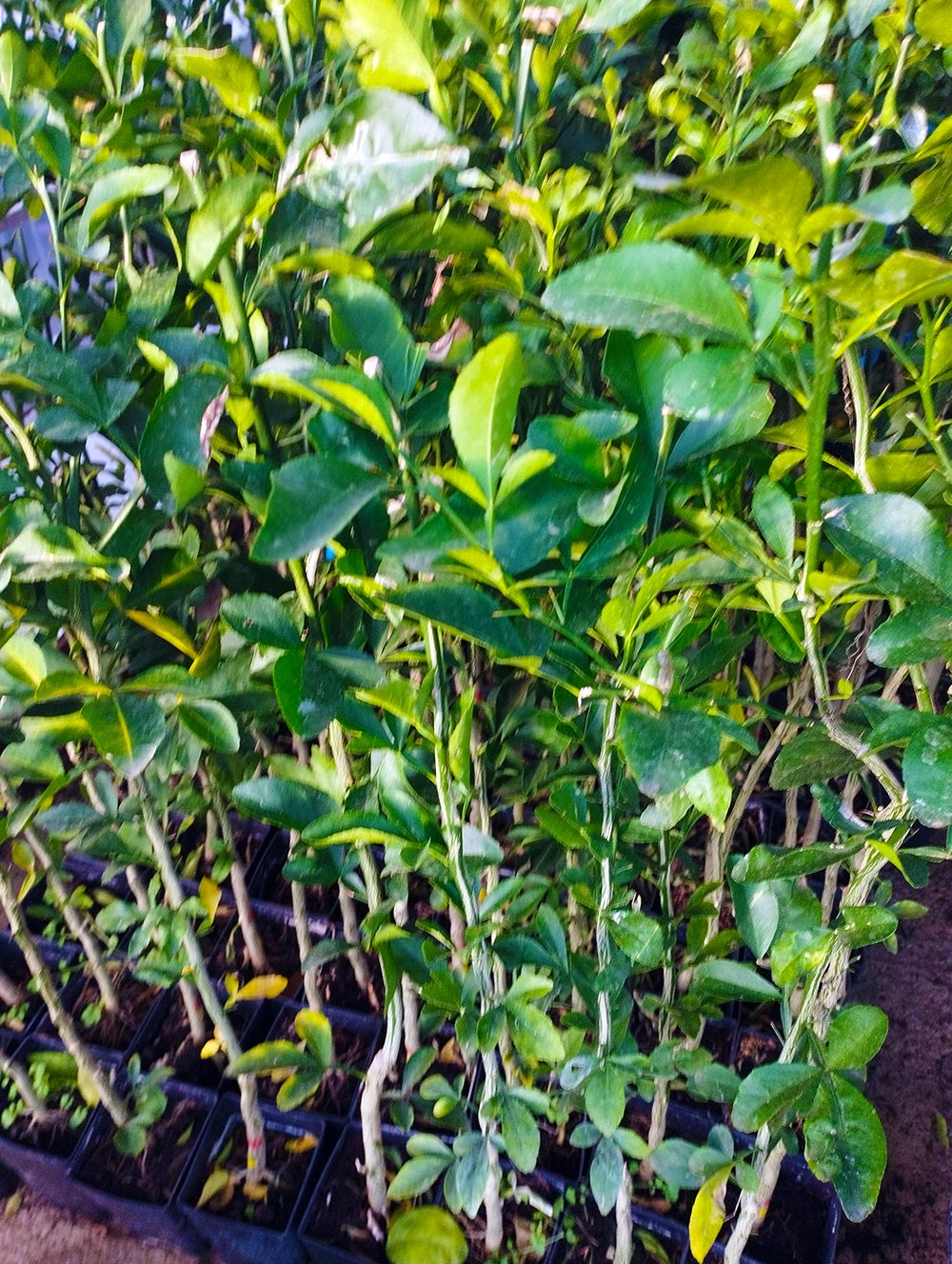 100 X citrumello C4475