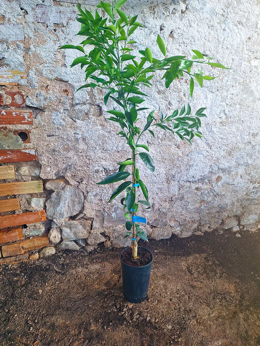 clémentinier loretina – Image 2