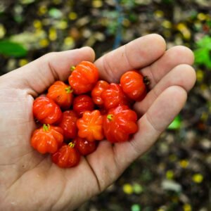 Pitanga ou cerise de Cayenne