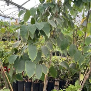 Goyavier grande taille