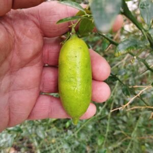 citrus australausica faustrime