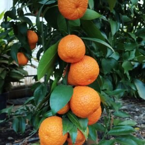 citrus arrufatina