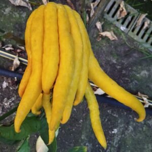 cédrat digitata ou main de bouddha