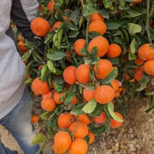 Citrus reticulata tangor Murcott