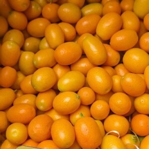 citrus fortunella nagami