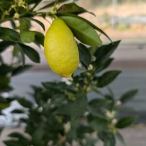 limequat tavares