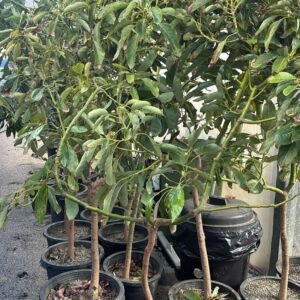 avocatier bacon grande taille