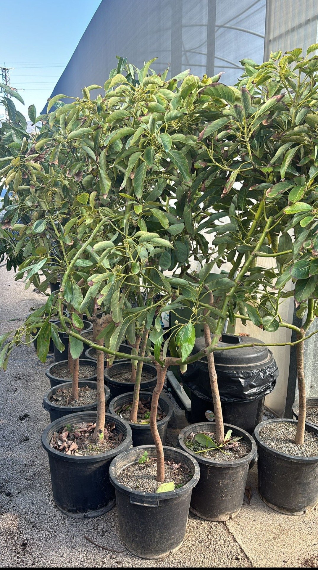 avocatier bacon grande taille