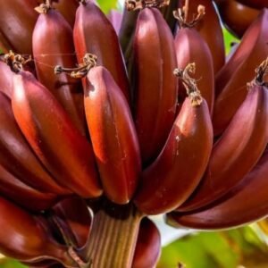 bananier Red Dacca
