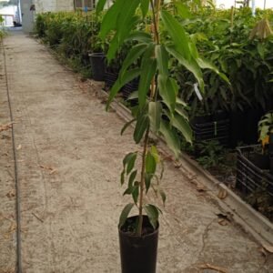 manguier banilejo (le plus rustique des manguiers -4°C)