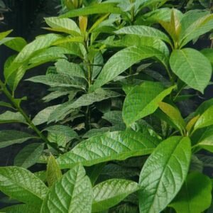 avocatier belona