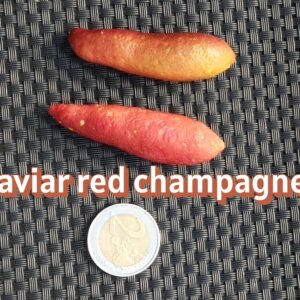 citron caviar red champagne (microcitrus australasica)