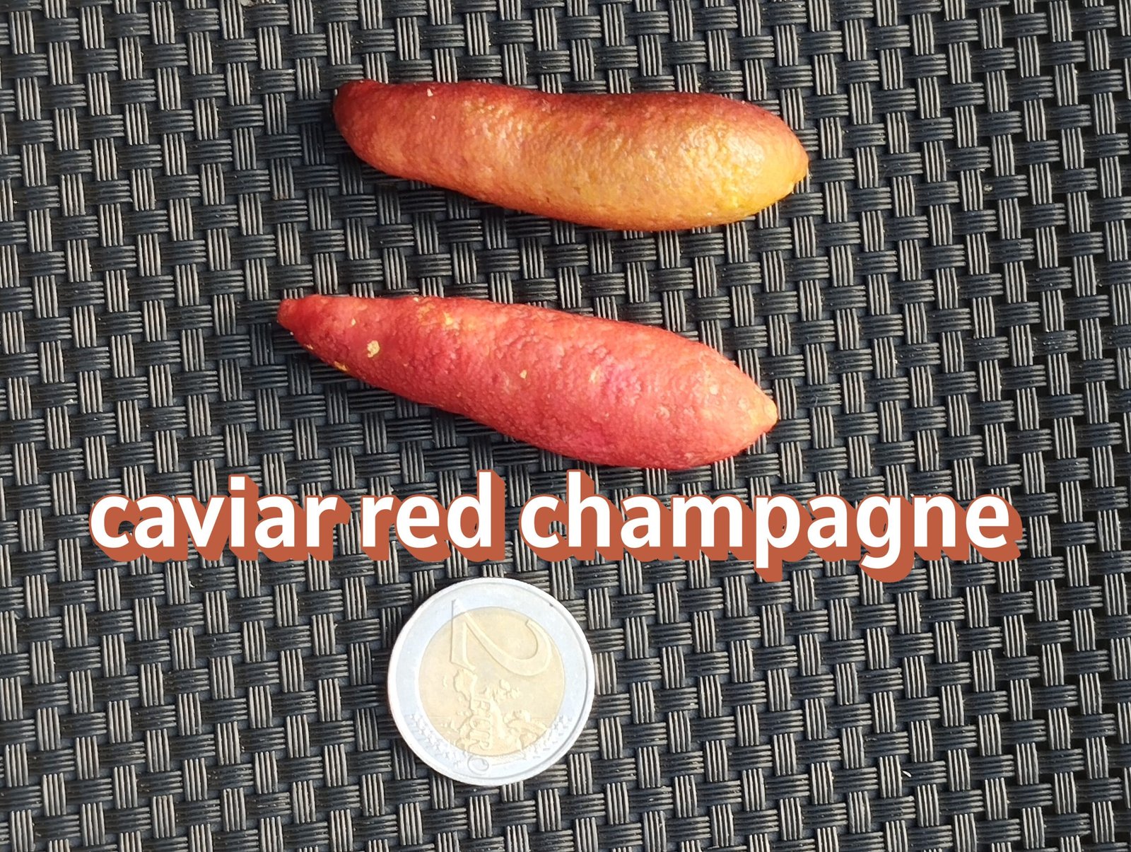 citron caviar red champagne (microcitrus australasica)