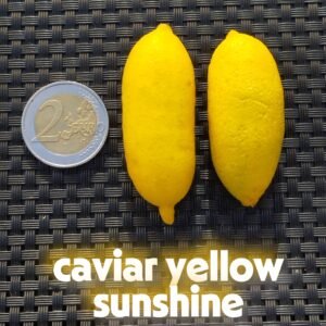 citron caviar yellow sunshine (microcitrus australasica)