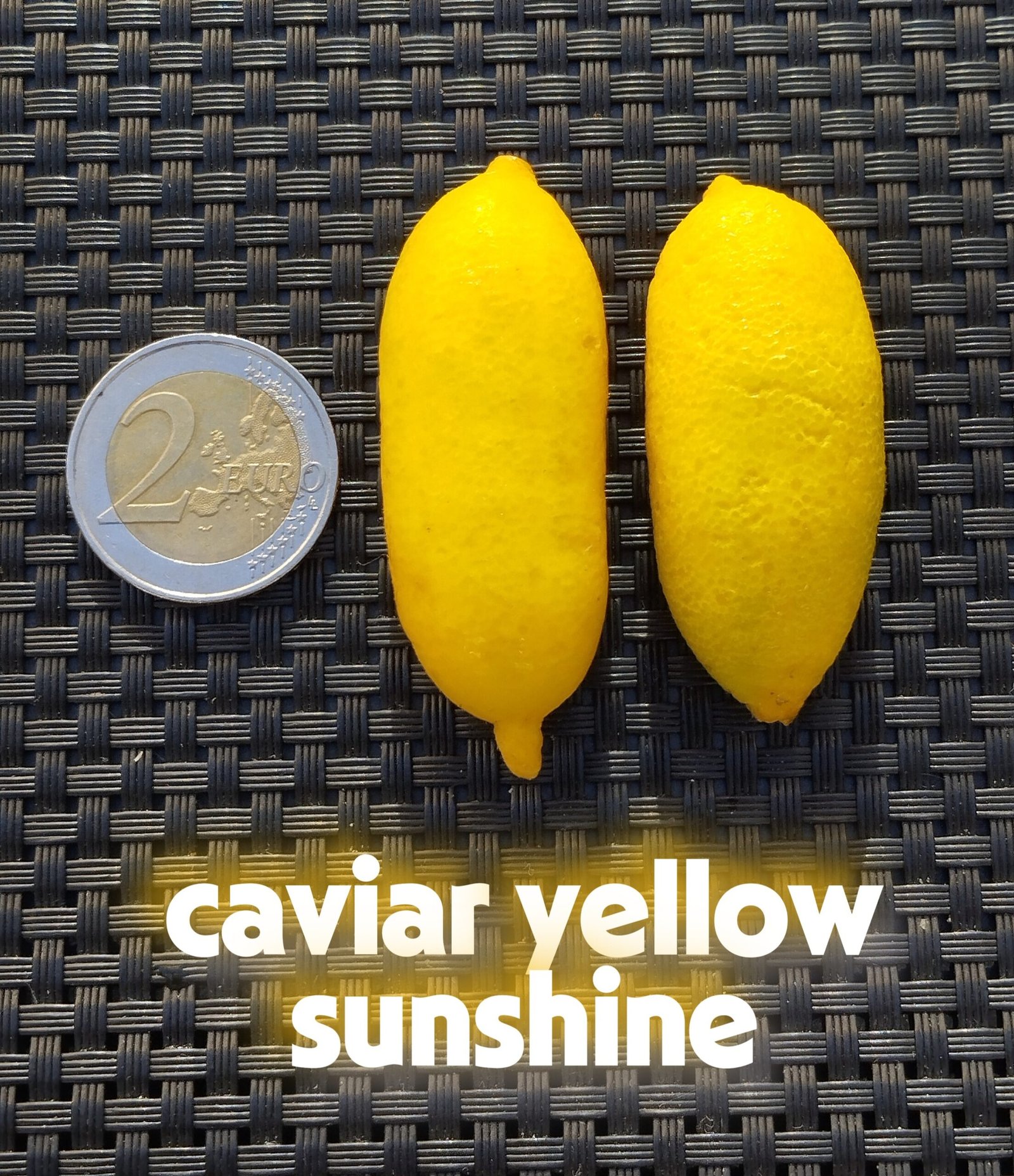 citron caviar yellow sunshine (microcitrus australasica)