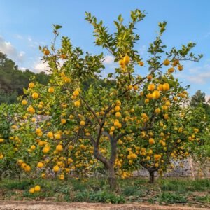 citron eureka