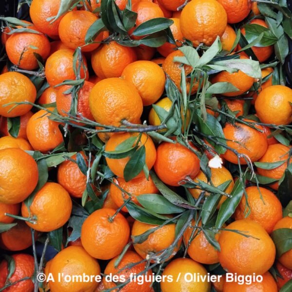 5 X Clémentinier oronules
