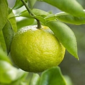 citrus yuko