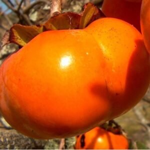 5 X Diospyros kaki fuyu