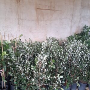 feijoa Uruguay sélection 1