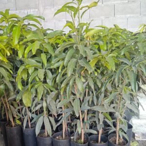 manguier gomera (sélection rustique)