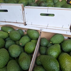 avocat Haas(colis de 8kgs)   livraison comprise