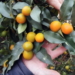 5 X kumquat meiwa