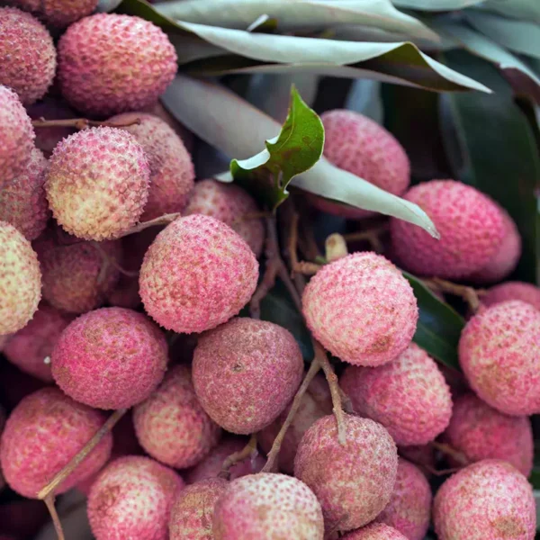 Acheter un litchi chinensis (grossiste)