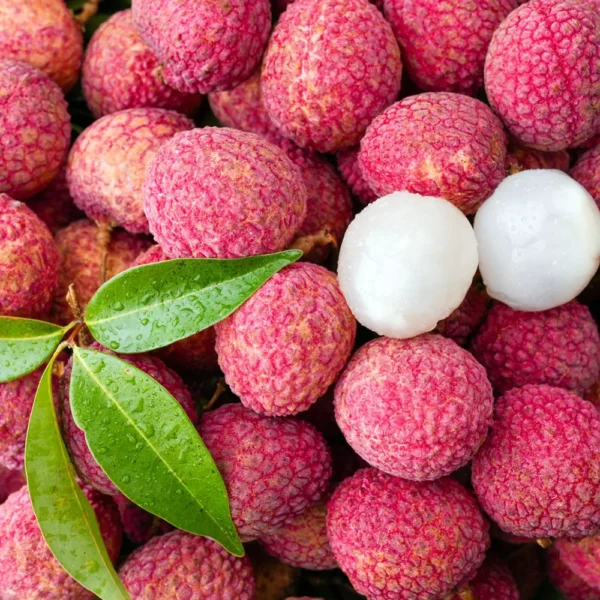Acheter un litchi chinensis (grossiste)