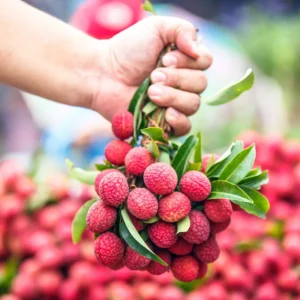Acheter un litchi chinensis (grossiste)
