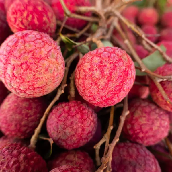 Acheter un litchi chinensis (grossiste)