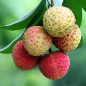 Acheter un litchi chinensis (grossiste)