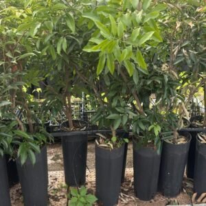 litchi chinensis kwai mai pink turboplant