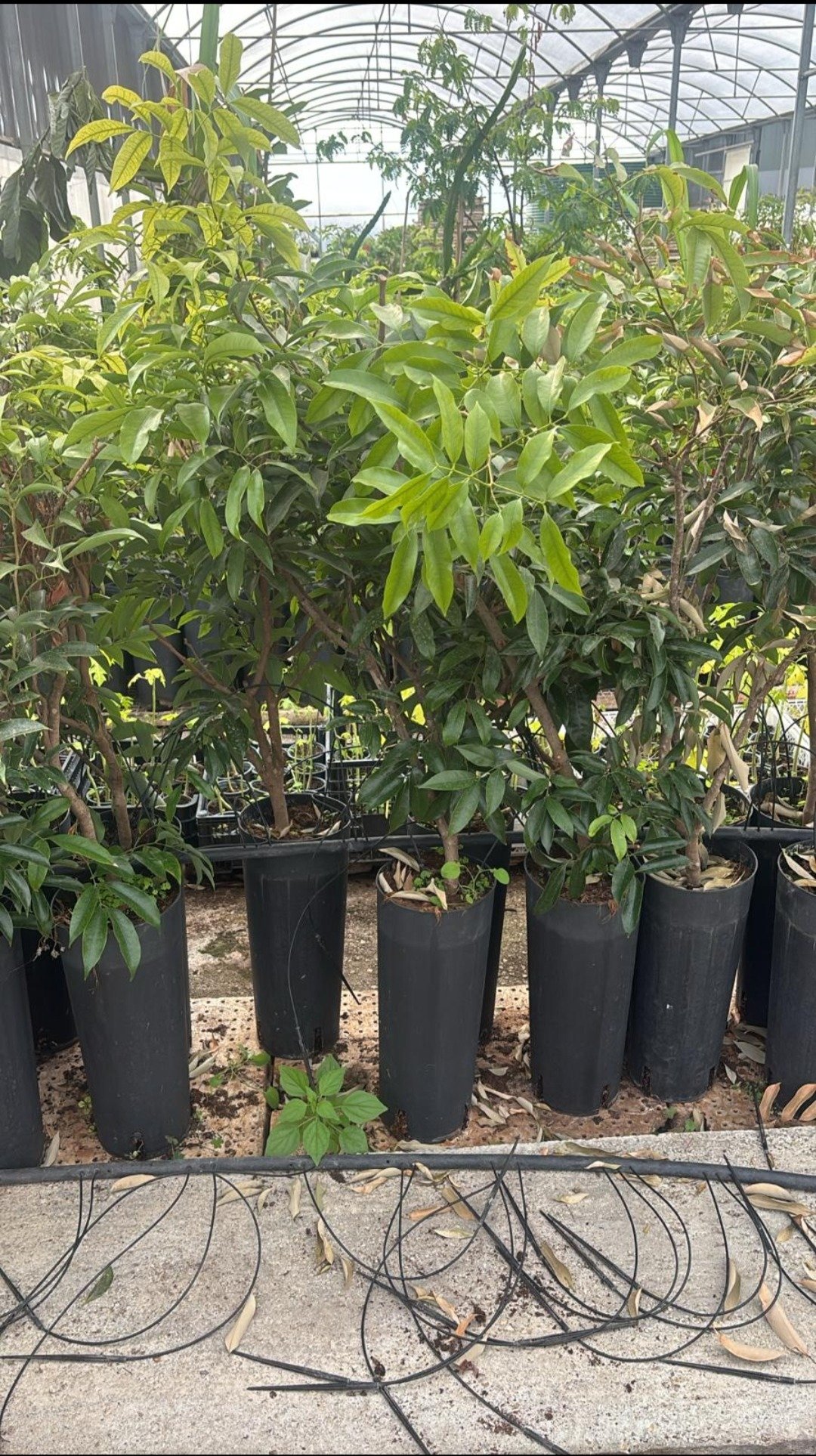 litchi chinensis kwai mai pink turboplant