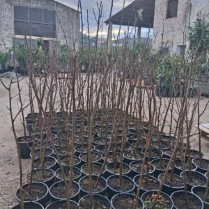 noisetier San Giovanni y tonda