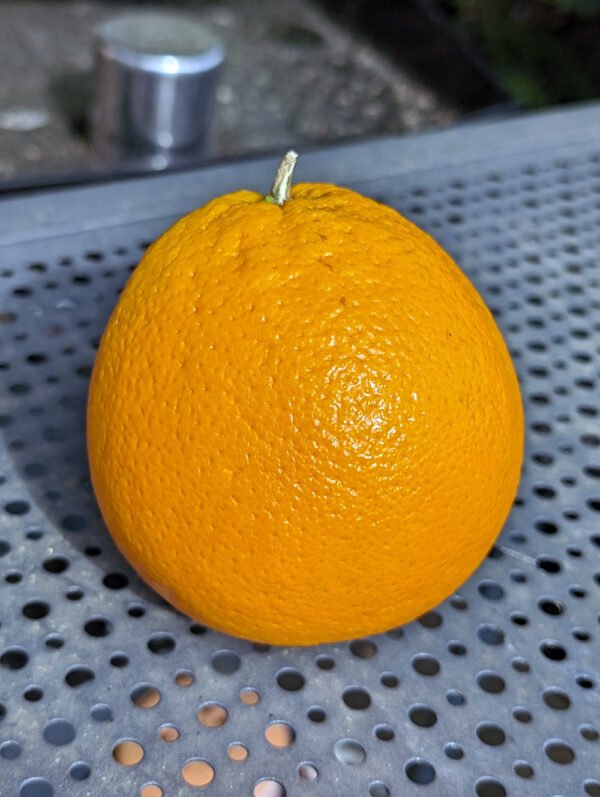 5 X Oranger navelina – Image 3
