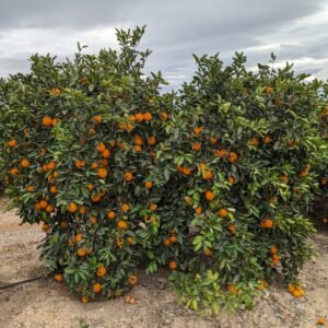 Citrus sinensis lane late