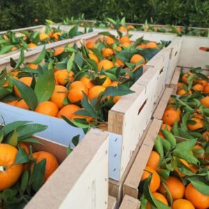 Mandarine orri (colis de 8kgs)   livraison comprise