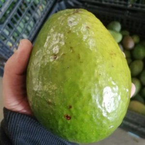 5 X Avocatier fuerte