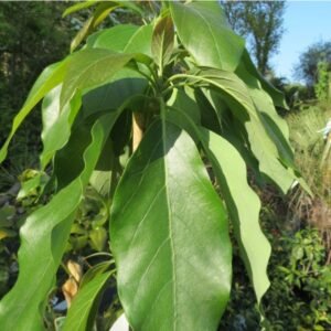 5 X Avocatier reed