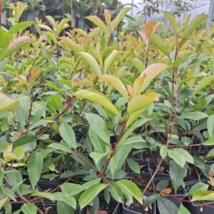 photinia red robin X 10    ****PROMO****